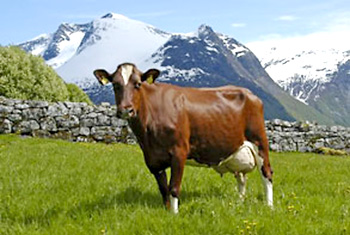 433 Frøy Far: 5063 Vistnes Eier Torill Midtkandal Stryn