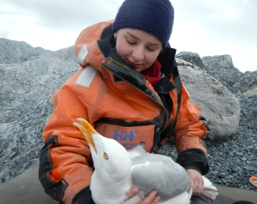 A beautiful glaucous gull, soon to be released. Photo: Marte Melnes