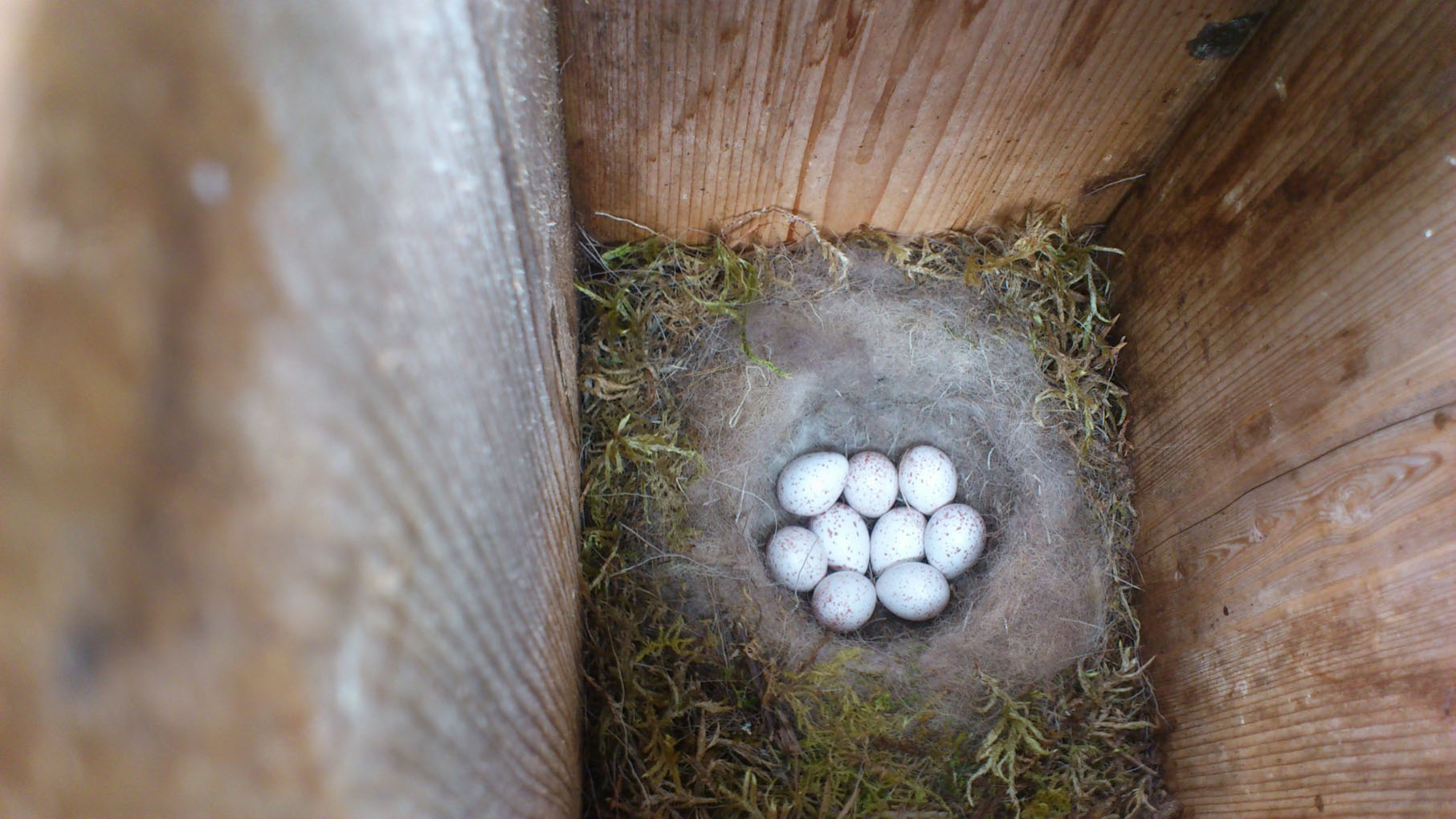 Kjøttmeisparet i NTNU-fuglekassa har fått 8 egg. Foto;: Henriette Vaagland / NTNU